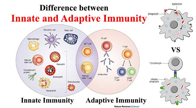 B. Adaptive immunity: Also called acquired immunity, a 2nd line of defense against pathogens, takes several days or weeks to fully develop. It involves antigen-specific responses & immunologic 'memory'. Faster and stronger because antigens are 'remembered.' B & T cells based.