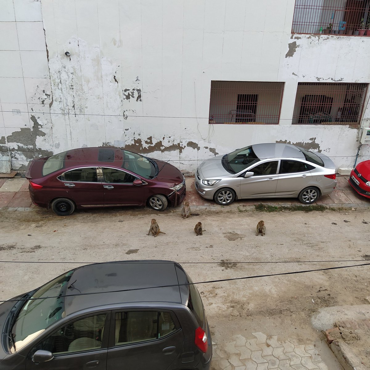 uchitgupta's tweet photo. Despite inumerous complaints to Municipal Corporation, thr has not been any action against monkey mence in Kaveri Kunj,Kamla Nagar. Children &amp; elderly are living in horror. Pls take notice @OfficeOfDMAgra @PrabhuNs_ .
Our @smartcityagra shud not be like this. https://t.co/Cw3aVyQjml