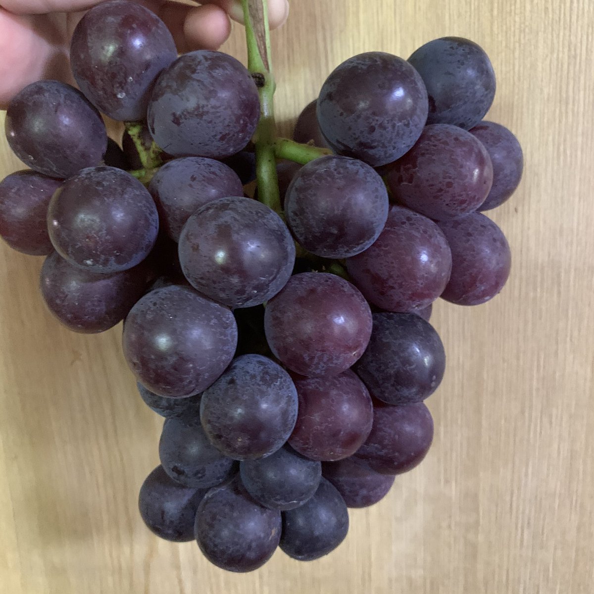 aiko13869312's tweet photo. ハート❤なぶどう🍇

#ぶどう狩り
#ピオーネ
#霧島市
#有村観光農園 https://t.co/89YeEcoCQ2