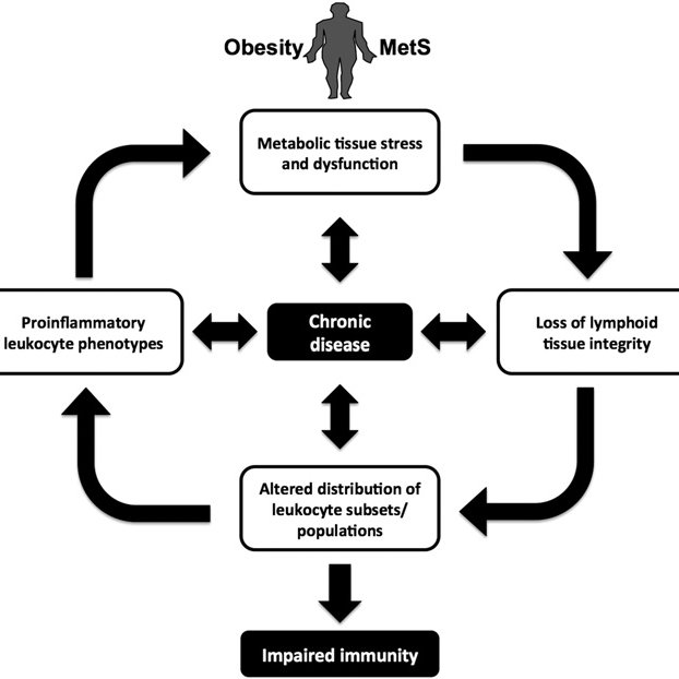 4. Obesity & Immunity: Overnutrition and obesity have been shown to alter immunocompetence. Obesity is associated with macrophage infiltration of adipose tissue; macrophage accumulation in adipose tissue is directly proportional to the degree of obesity.