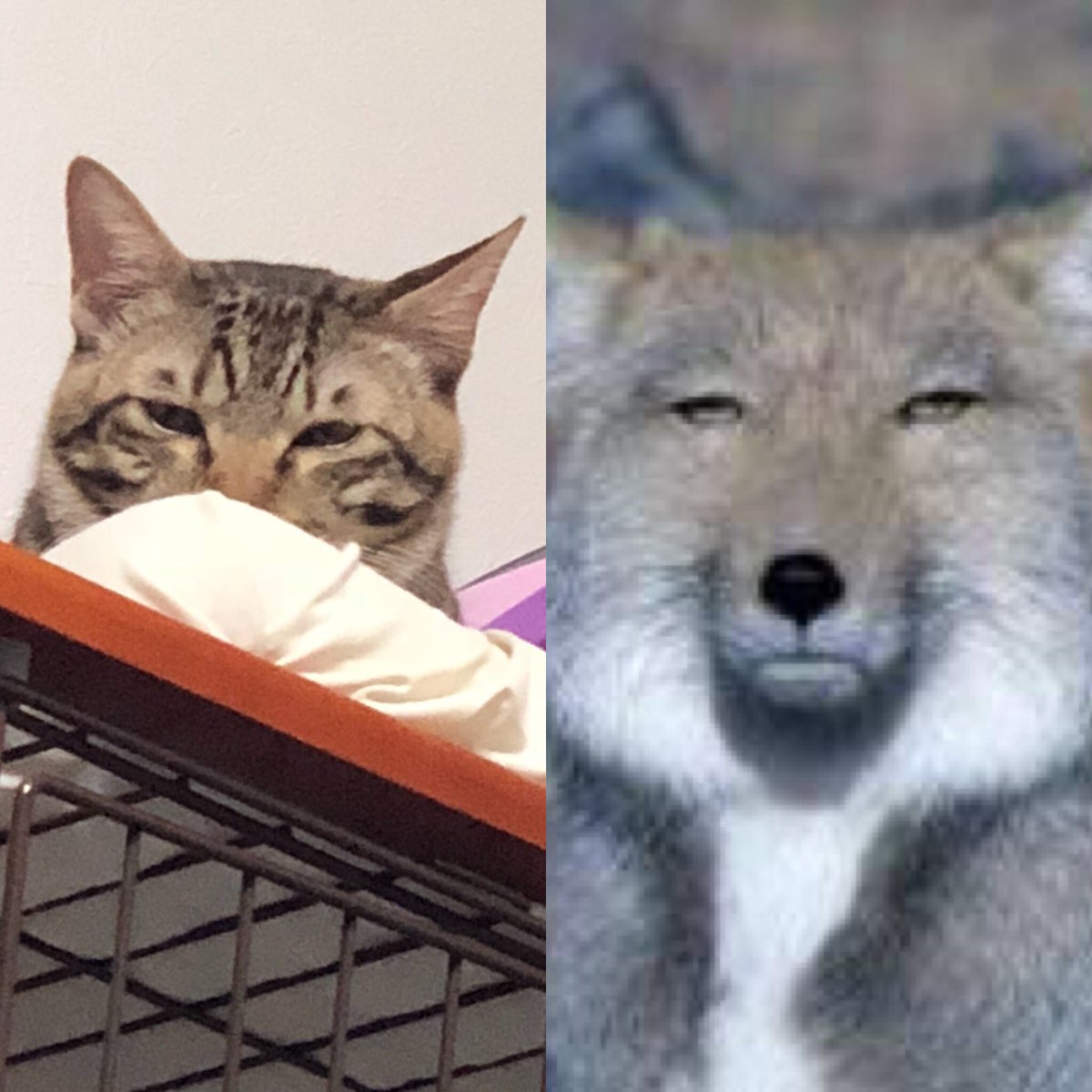 可愛い子猫が成長したらチベットスナギツネっぽくなった Togetter