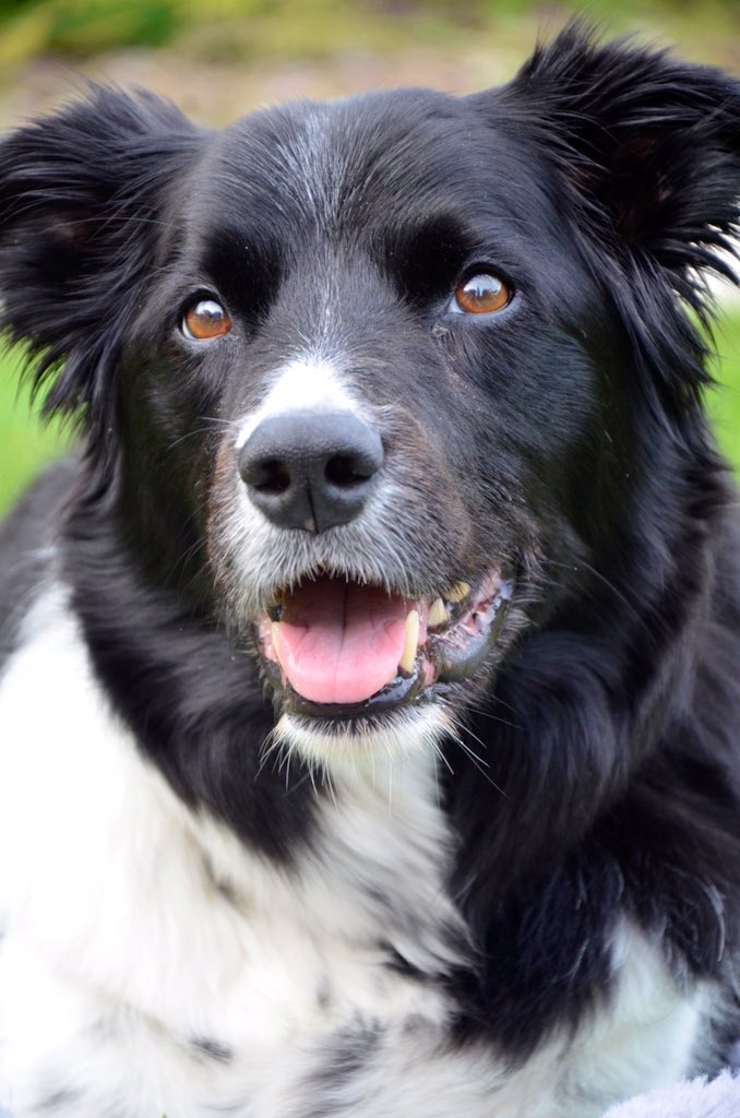 RealFassaBear's tweet photo. Our ❤️’s break for our Aunty Jessie who has gone2heaven.She was &amp; will always be the best Doggo we’ve ever known.She always knew how 2make u laugh with her sass,cheer u up in the hard times,&amp;be the best companion &amp; friend.She will forever remain in our ❤️’s &amp; memories #ripmylove https://t.co/I46XWqbgkN
