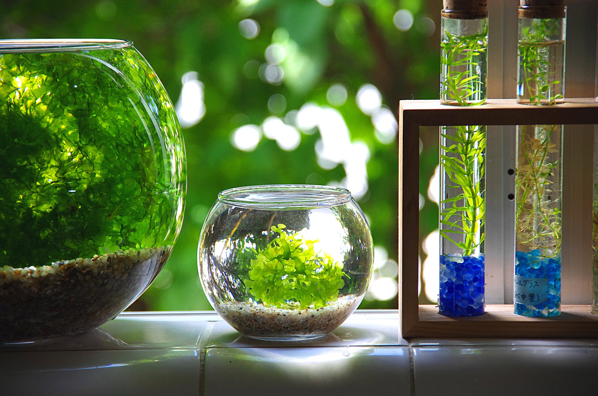 Sonoアクアプランツファーム 不思議水草 モスファンを愛でる モス 蘚苔類 ファーン シダ類 シダ植物 Lomariopsis Sp ツルキジノオ属の前葉体 とされる本種 非常に丈夫で阿寒湖土産のマリモ的栽培が可能 つまり最も