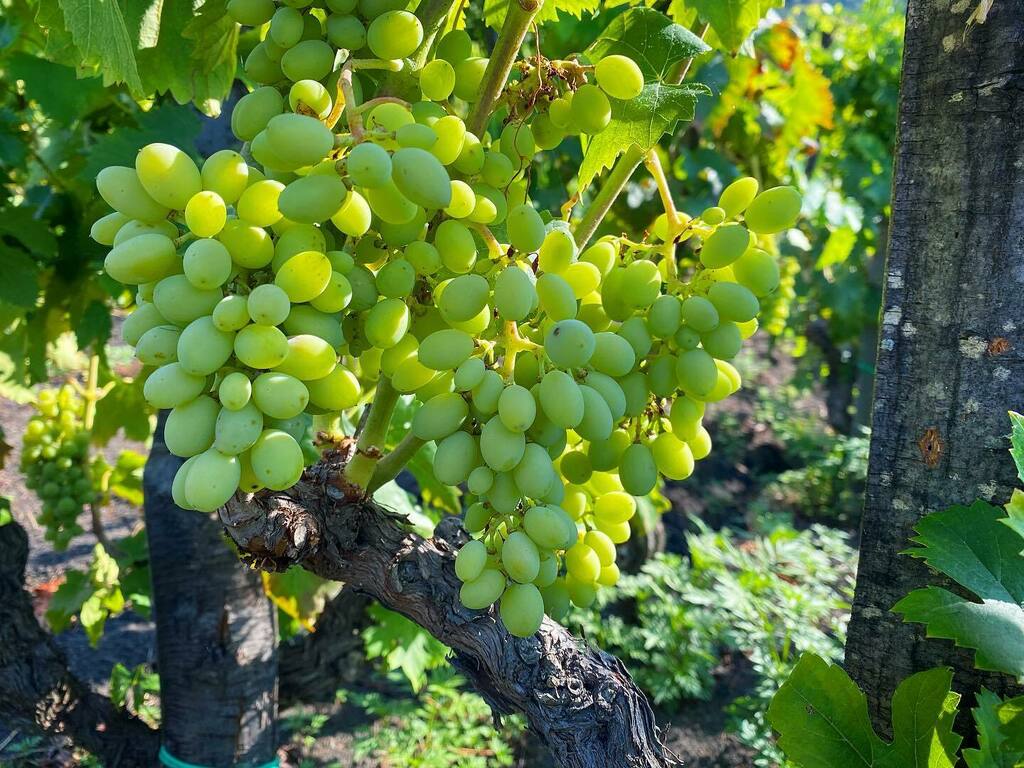 LaNaveEtnaWines's tweet photo. The elegance of a minnella grape!
.
.
.

#vino #wine #vinho #sommelier #sicily #sicilia #etna #etnawine #winelover #volcanicwine #biodynamicwine #organicwine #winedistributors #wineimporter #winelife #instawine #harvest #santamarialanave #winetasting #winery #winetime #wineb… https://t.co/EbIMt2goTc