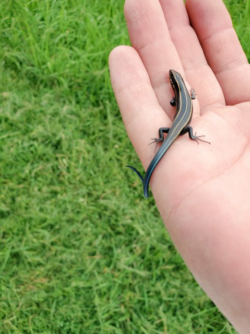 ニジイロトカゲってどんな生き物なの 生態やニホンカナヘビとの違いも あにまろ る