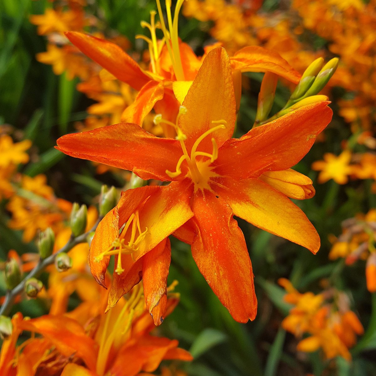 PlantPref's tweet photo. Crocosmia 'Malahide' is nearly as big as 'Star of the East'. It's also very bright!
#crocosmia #crocosmiamalahide #malahide #malahidecastle #nofilter #summerbulbs #iridaceae #hotborder https://t.co/csYdp1ciyj