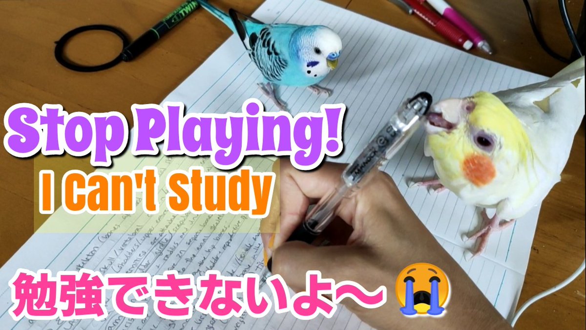 We hope you like our new video!
新動画アップしました!
#cockatiel #naughtypets #birbs #オカメインコ #いたずらっ子
.
youtu.be/d_GtbAOyOYc