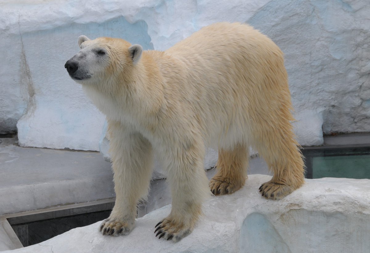 白熊 爪 ポーラーベア