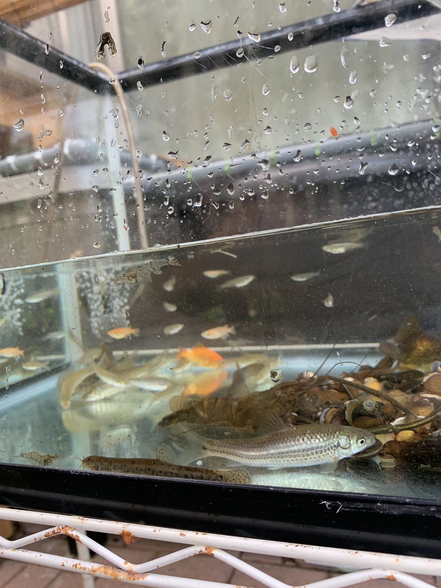 蟲物語 今日の採取結果 モツゴ ドジョウ ヨシノボリ メダカ 金魚 エビ テナガエビ ザリガニ等 T Co Hjejfwnfum Twitter