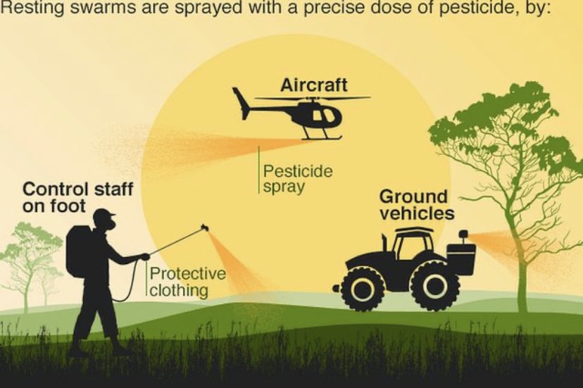 DrSureshnaik_KP's tweet photo. Pandemic Desert Locust - Control operations undertaken in 2,83,929 hectares area in Rajasthan, Madhya Pradesh, Punjab, Gujarat, UP, Maharashtra, Chhattisgarh, Haryana and Bihar to control pandemic Adult & Hoppers #Locustsattack .#AtmaNirbharKrishi @msakhtar123 https://t.co/ihaNhhyqUh
