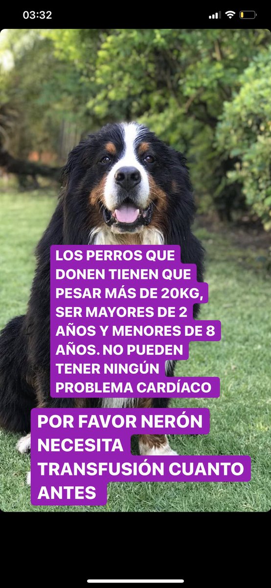 Por favor, difundir, es mi perro y está muy grave! Por favor 🥺😭