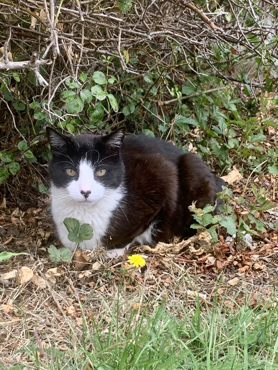 Of COURSE cats have a day dedicated to them! 😆 Happy #InternationalCatDay to our school’s adopted feline, Socks 🐾 💕 

#teamGFS #GardenFieldsSchool #stalbans