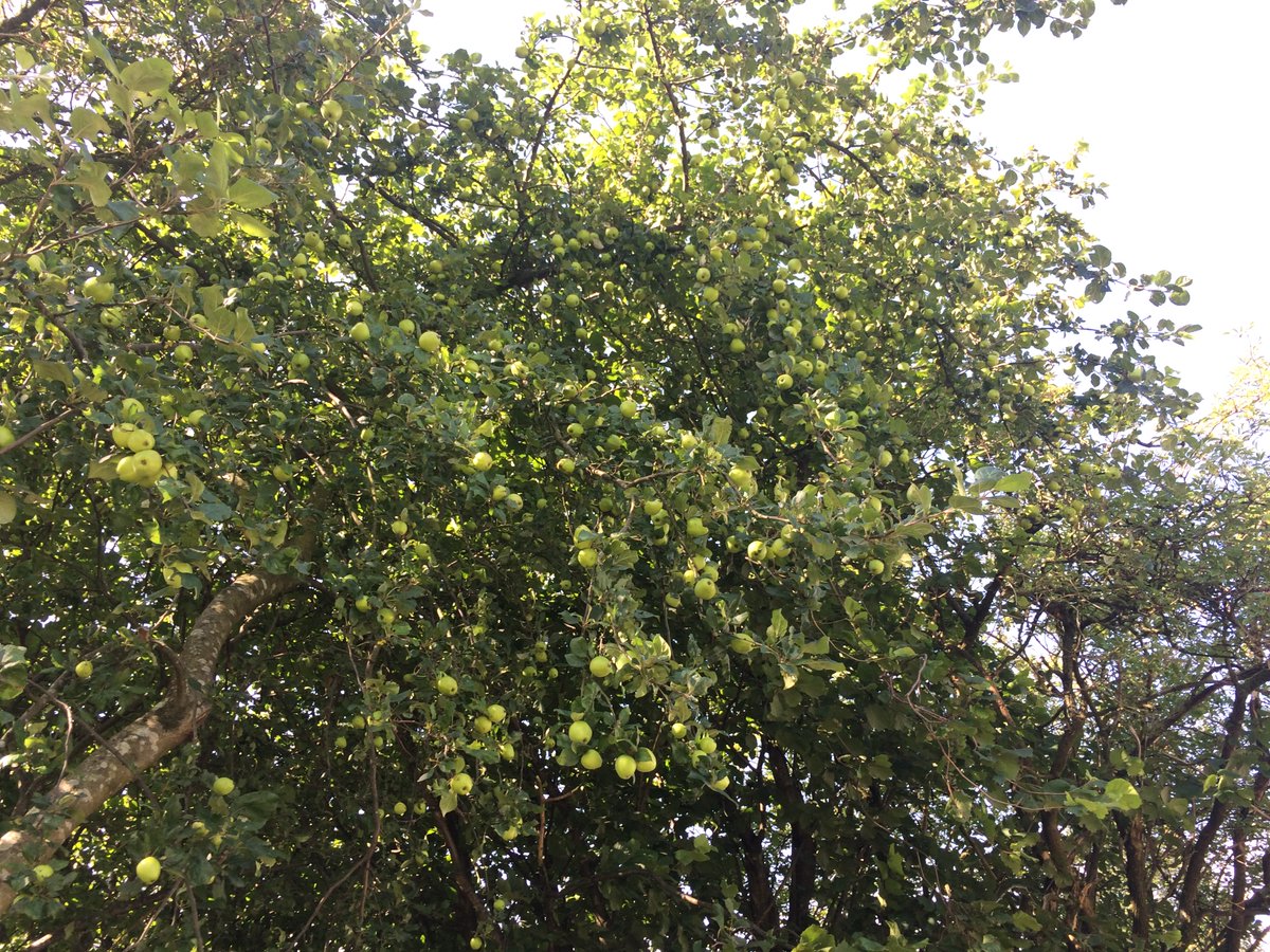 As I left along the little lane, a Midlands accent in a posh car asked "do you know where Black Moss Pot is?""No, but you're nearby. I've just read a grave about someone who drowned there". Then I saw the swim-suited kids in armbands on the back seat, looking alarmed.Oops...
