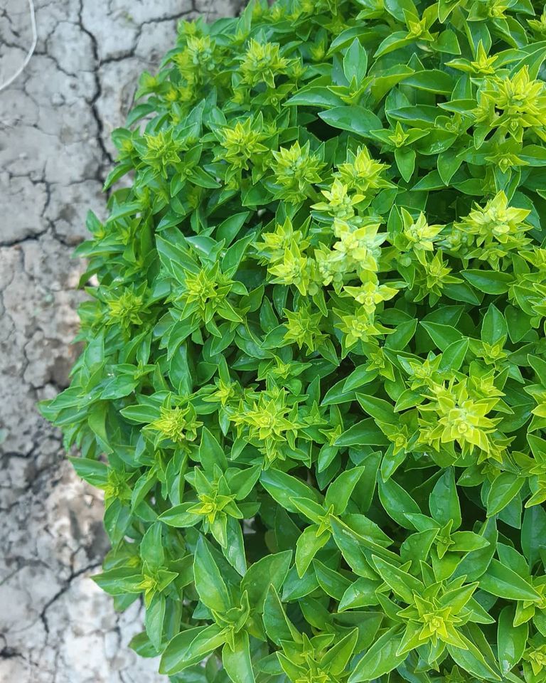 Verde albahaca 🌿 

Hoy darían comienzo las fiestas de San Lorenzo y nuestro mejor homenaje a los productores y hosteleros de la provincia es consumir y #compartirelsecreto de sus alimentos.

¿Cuáles son tus productos favoritos de #Huesca? 

#ComparteElSecreto 

📷<a href="/Elorigenhuesca/">El Origen </a>