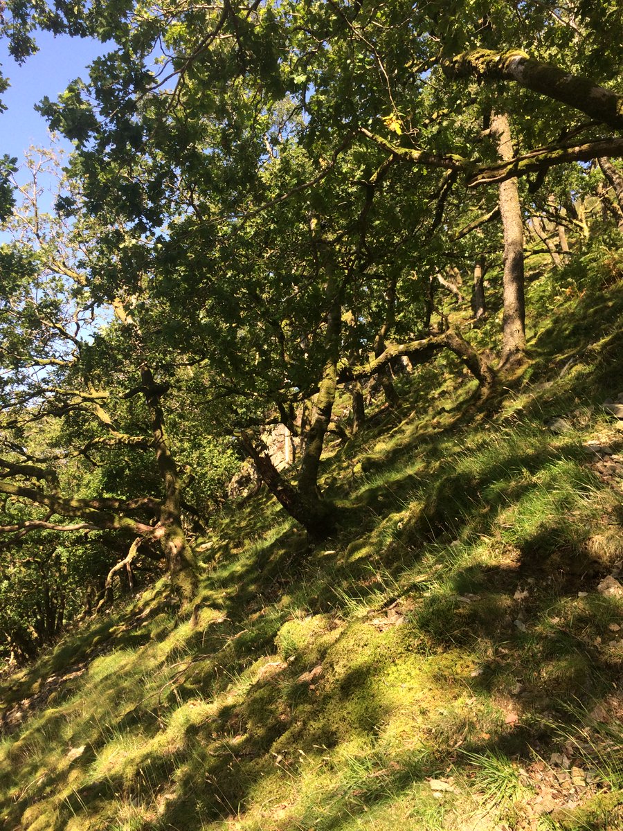 I'd been admiring the well-maintained, rather extreme path.  @fixthefells had been clearing & checking it. Felt like a red carpet being laid out for me.Two nuthatches started fighting in a tree, fell to the ground. It was so steep they rolled downhill like a feathery snowball.