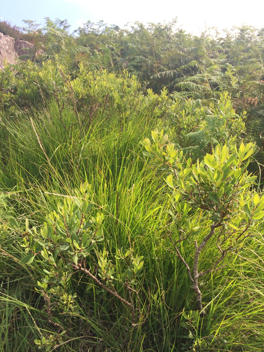 Floriferous fells. Aromatic Bog myrtle, marsh orchids and more. Met a friendly woman practicing micro-navigation, who showed me Birkett's Leap.