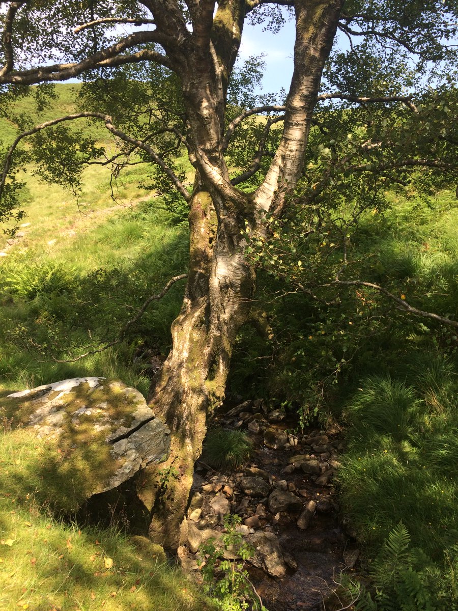 Floriferous fells. Aromatic Bog myrtle, marsh orchids and more. Met a friendly woman practicing micro-navigation, who showed me Birkett's Leap.