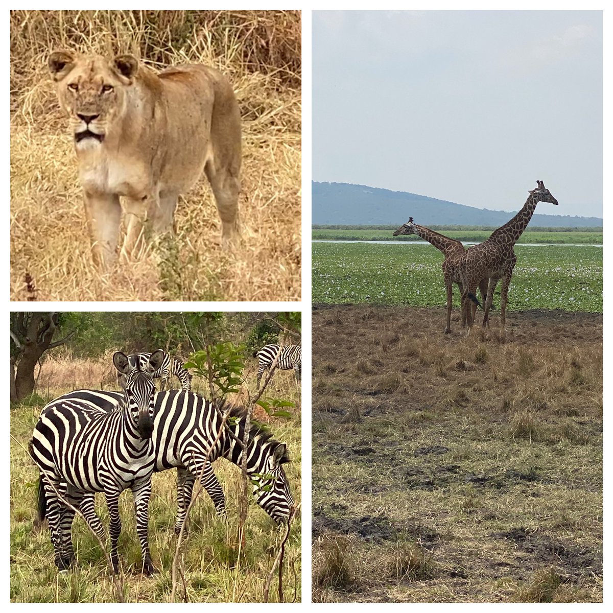 Some really great sightings at @AkageraPark 🙌 ... thanks to #RuziziTentedLodge for the host. Truly amazing stay!

#VisitRwanda #OurAkagera