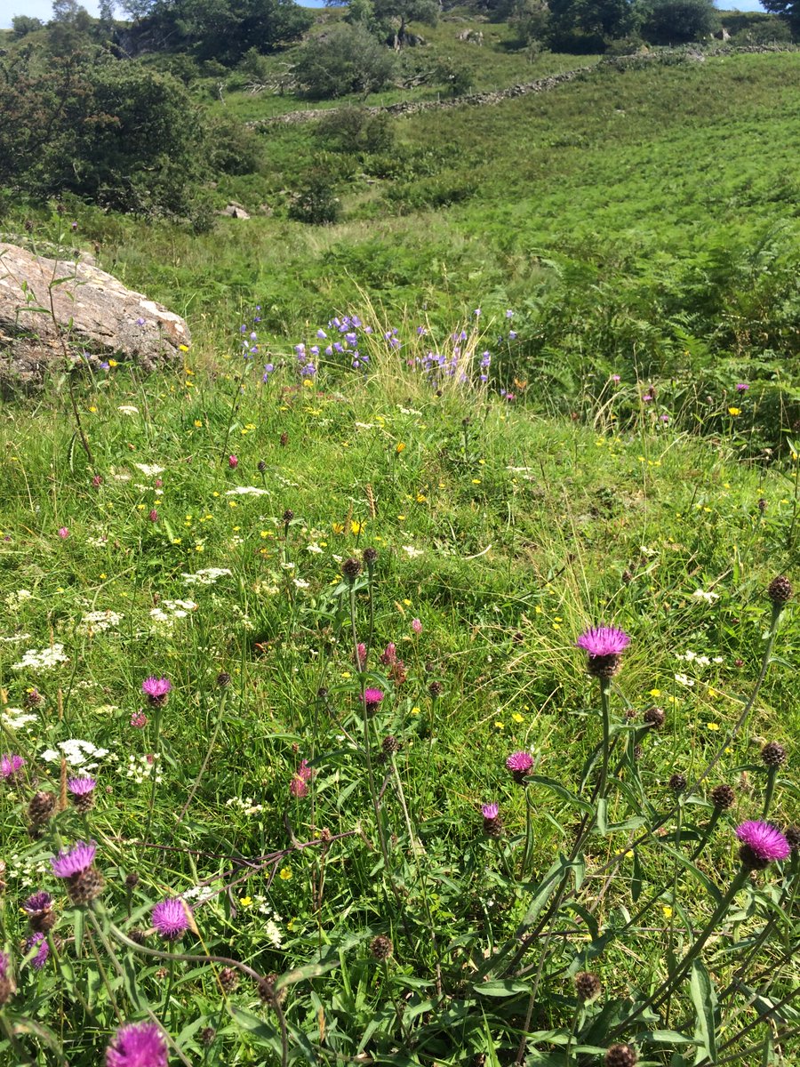 Floriferous fells. Aromatic Bog myrtle, marsh orchids and more. Met a friendly woman practicing micro-navigation, who showed me Birkett's Leap.