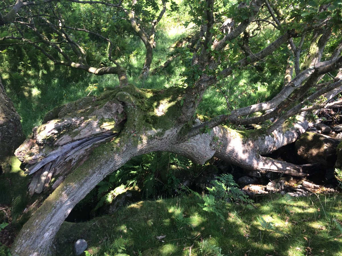 Along the lane, things were now horribly busy. People were stressed. A car hit me (it came off worse) as it pushed past me, too fast, as I walked.I saw a silver spoon under the school hedge. It reminded me I'd had a charmed day above Borrowdale not far from the maddening crowds.