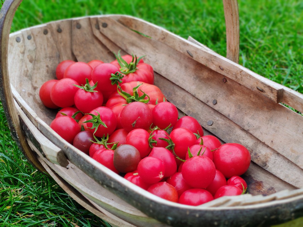 #Tomatoes on toast for breakfast.