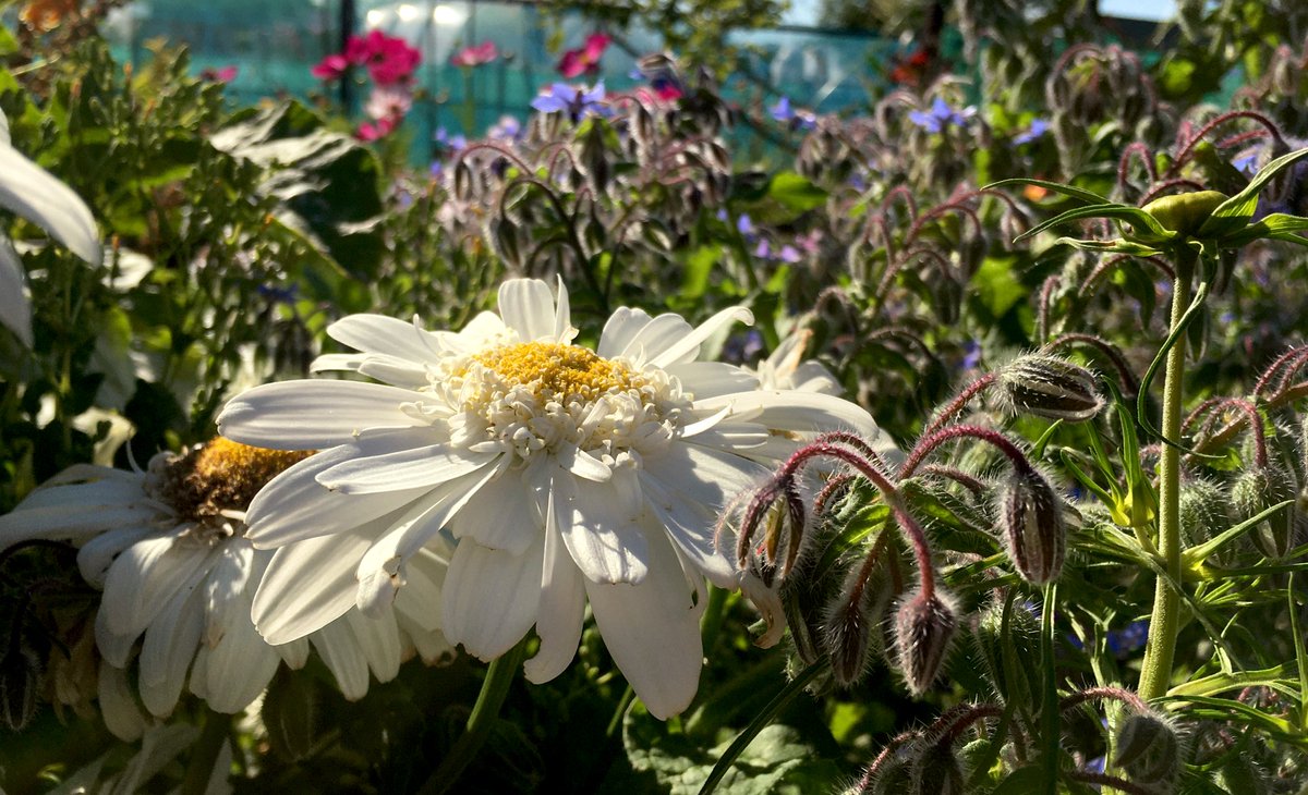 Hugh_Cassidy's tweet image. Morning everyone, some colour and interest from here for you. Thankfully we have sunshine, sunshine and more sunshine forecast here today, so making the most of it ☀️😃👍🏼🧡 #HughsPotager #SunVibes