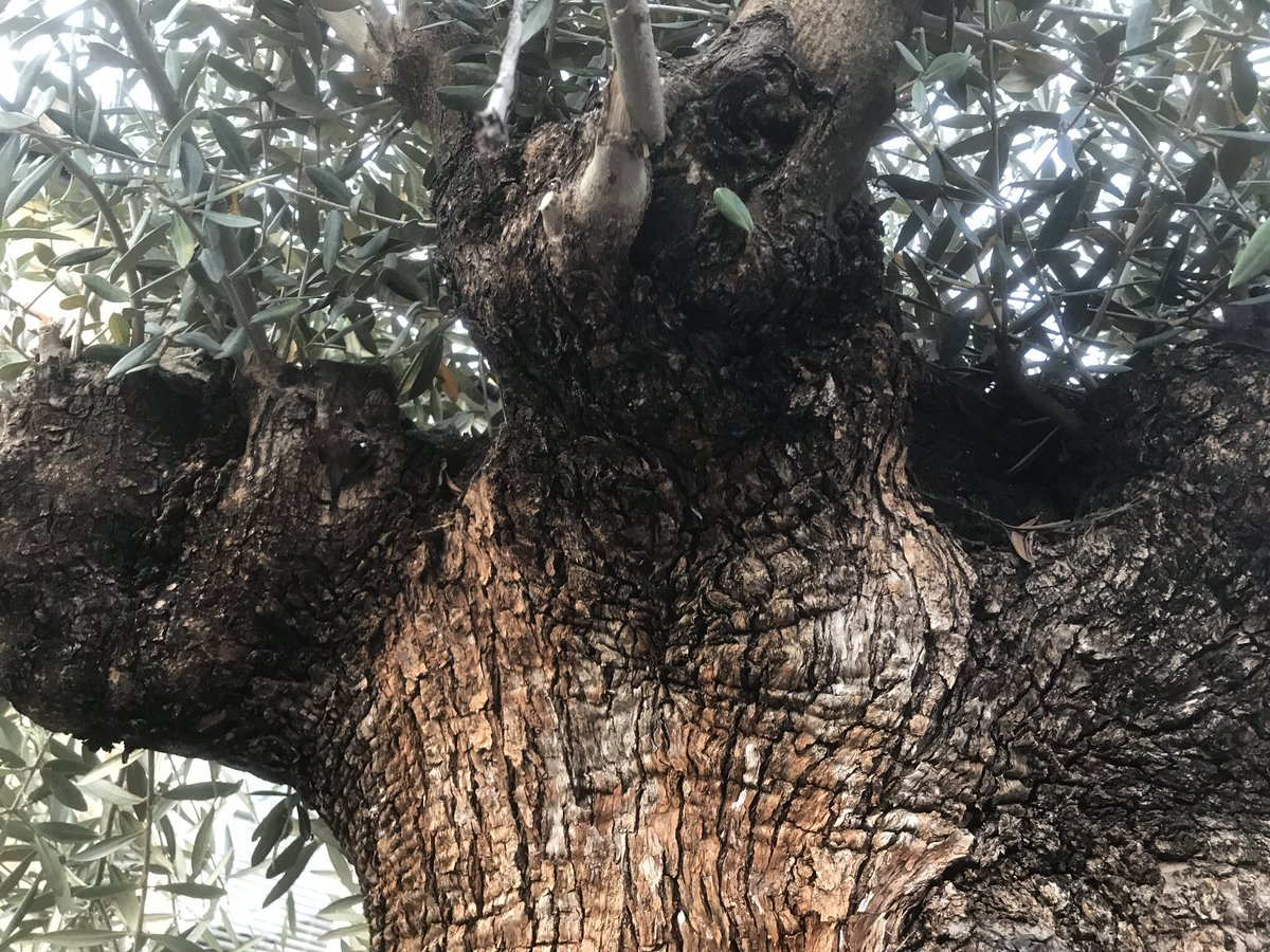 treeruss's tweet photo. Last night I find the pavement blocked by an ancient olive tree. Ripped (illegally?) from a Mediterranean hillside, crudely pollarded, and bonside; it now sits abandoned outside a house recently sold for £1.6m. Illegally imported to UK post #xylella ban on olives?
Tree vanity. https://t.co/RV3AWUG8QQ