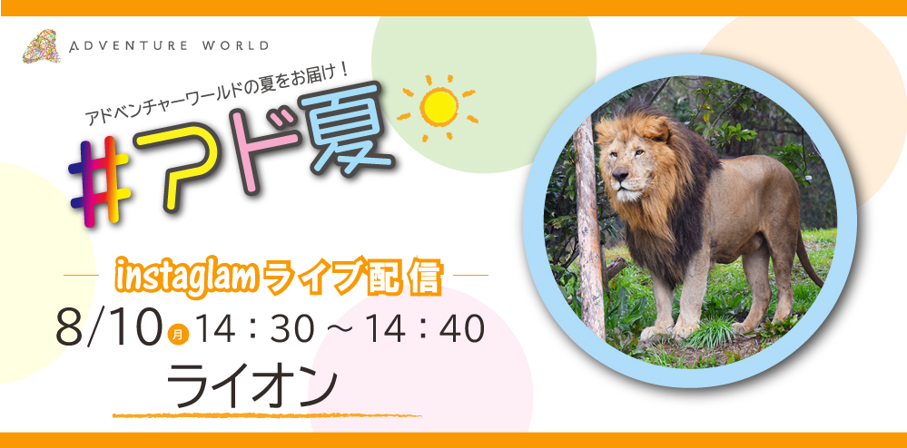 ☆インスタライブ毎日配信「#アド夏!!」☆ 3日目の明日（8/10）は