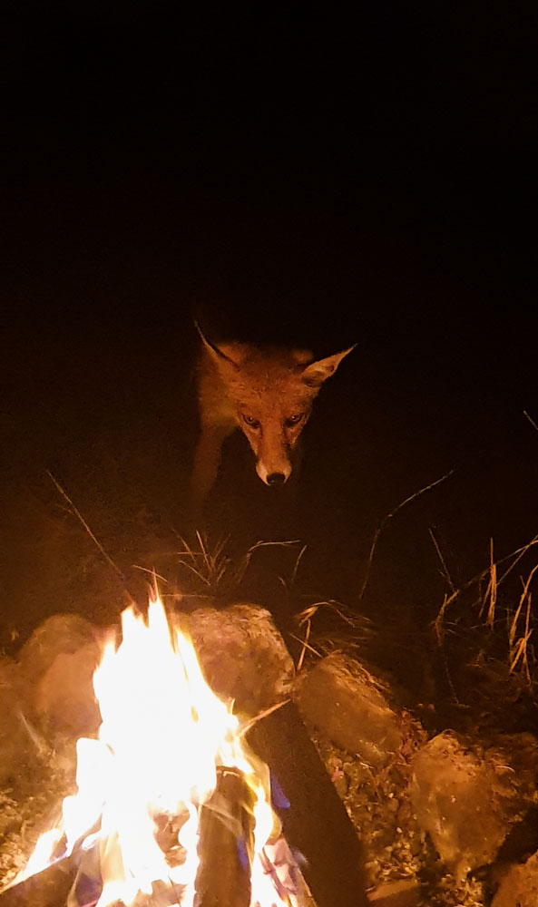 blickgewinkelt's tweet photo. Gestern Abend hatten wir noch Besuch. 🦊
Verwunderung auf beiden Seiten, dann traute sich die Fuchsdame heran und starrte ins Feuer, von dem sie
offenbar genauso fasziniert war wie ich von ihrem Blick.
Dank an @hwacookie für das perfekte Foto vom perfekten Moment. #derfuchs https://t.co/i175tzqL5S