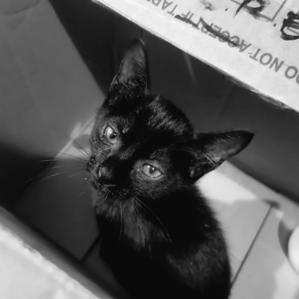 Sengkitt22's tweet photo. I just got a black cat! Im a cat mom now! https://t.co/aPeaQReycM