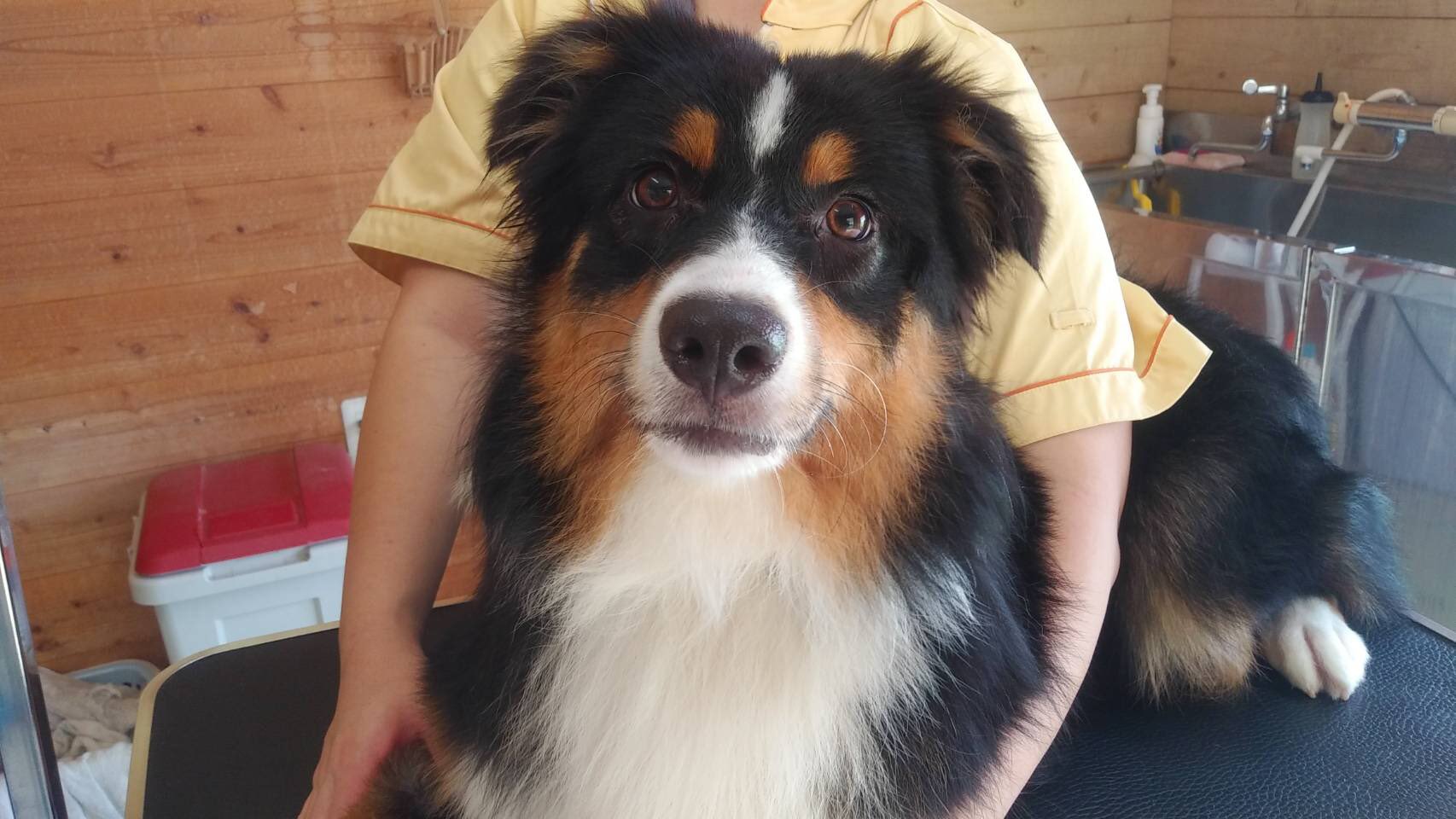 こうつドッグわん Twitter પર 本日も珍しい犬種の子達が来てくれました オーストラリアンシェパードのアンちゃんと超大型犬ボルゾイのルーちゃんです こうつドッグわん Twitter પર 本日も珍しい犬種の子達が来てくれました オーストラリアンシェパードのアンちゃんと超大型犬ボルゾイのルーちゃんです