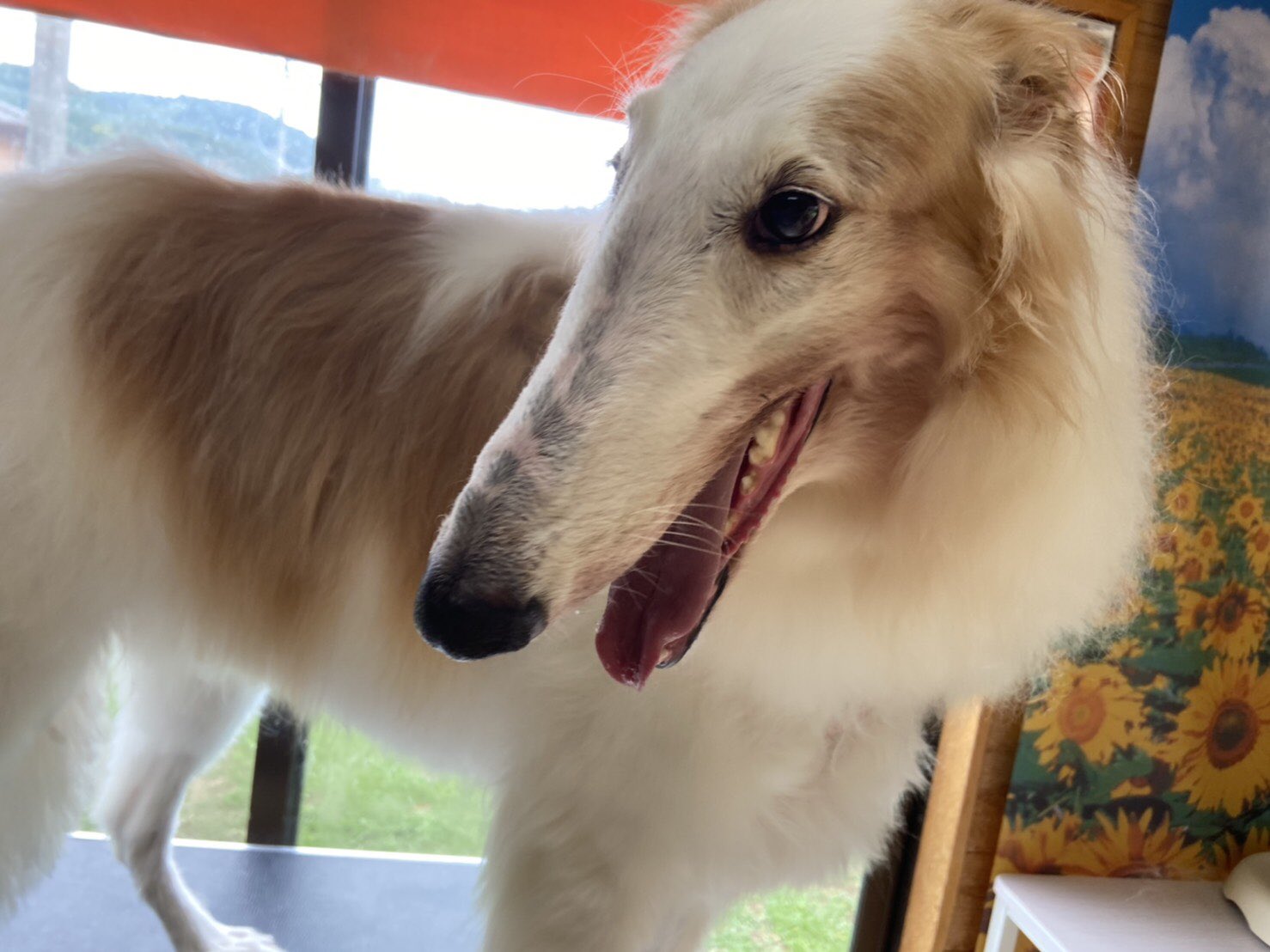 こうつドッグわん 本日も珍しい犬種の子達が来てくれました オーストラリアンシェパードのアンちゃんと超大型犬ボルゾイのルーちゃんです T Co Uqzihajz5e Twitter