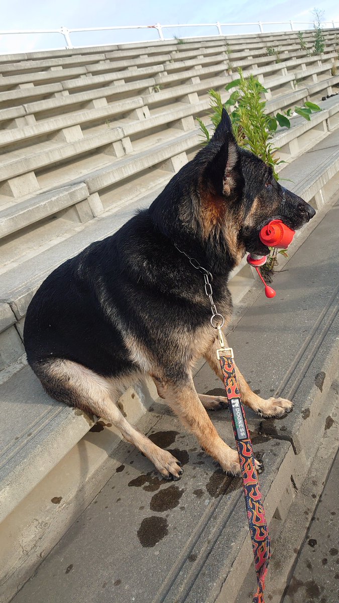 駄犬まーしゃる Pa Twitter うちの犬 座り方がめちゃくちゃ可愛いから見て 駄犬まーしゃる Pa Twitter うちの犬 座り方がめちゃくちゃ可愛いから見て