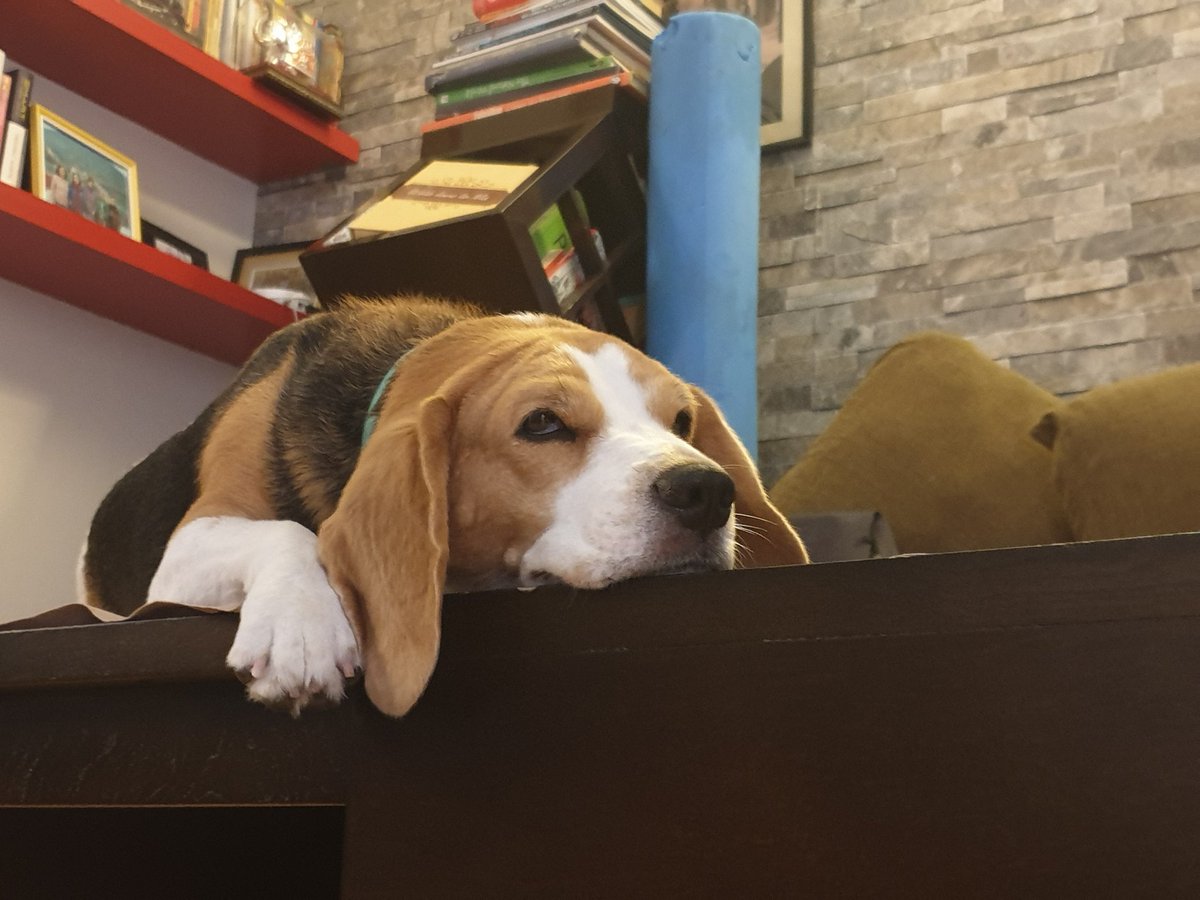 Got my third set of LED filament bulbs. Origin brand. Regular old roundy B22 form and mount. A bit expensive at Rs 190 a pop. MRP on box is a ridiculous Rs 375. We will be testing these today: power consumption, light output...are they worth it?  #KolaBeagle is not impressed.