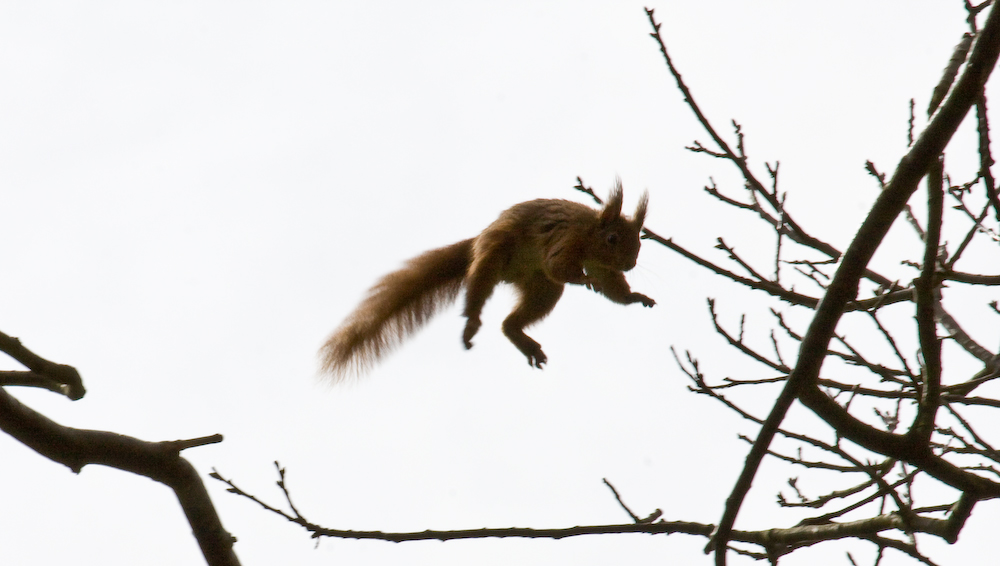 Fast, acrobatic, bouncy, fun and at risk of extinction.

Red squirrels are amazing and give a lot of people a huge amount of joy to watch. We think its time outdated forestry law was changed to help them thrive #MammalsatRisk

petition.parliament.uk/petitions/3285…

Image (c) 2009 Fred Dawson