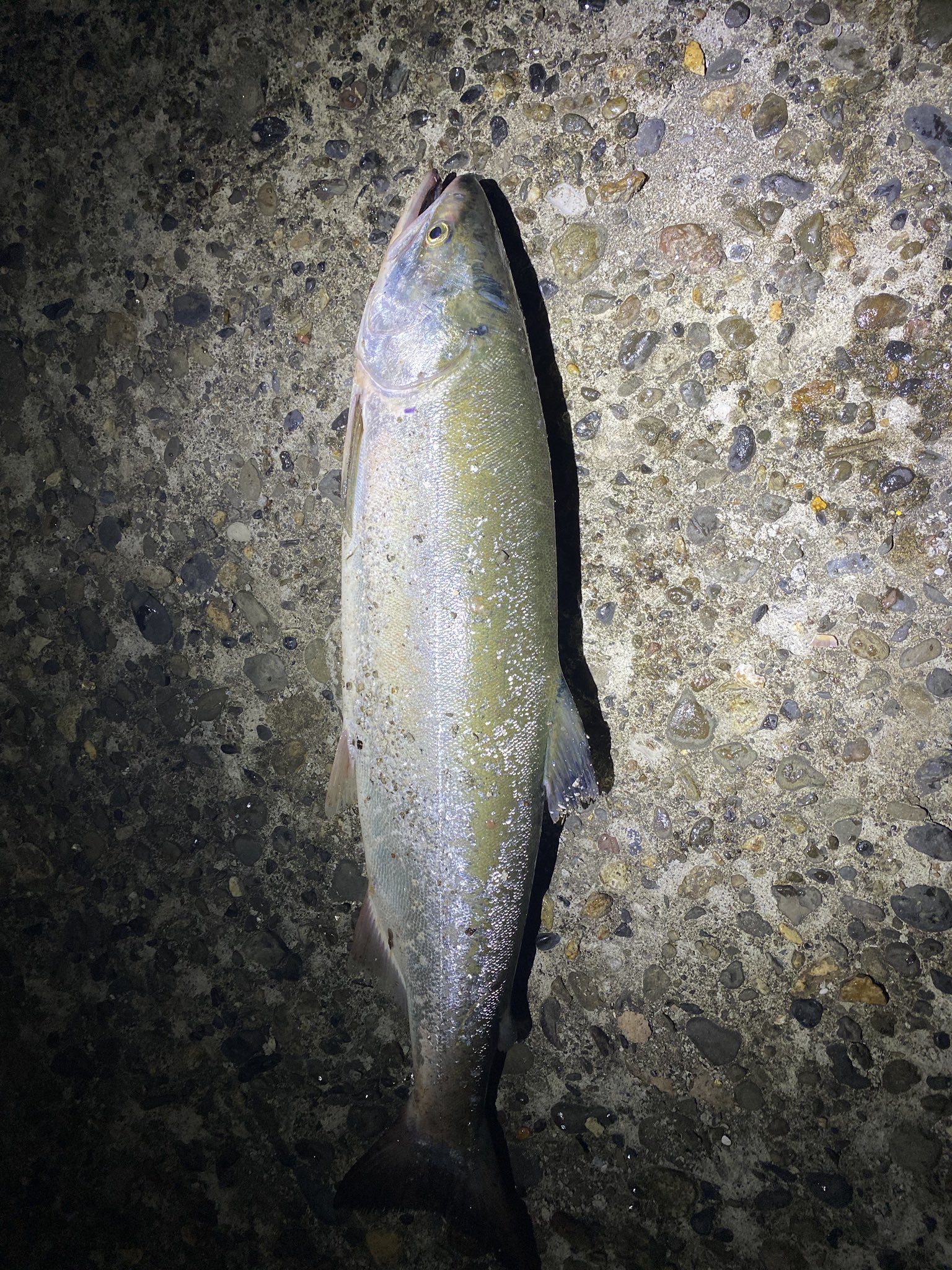 ひりゅう 今日も学校終わったら今年初めてのカラフトマス釣り行ってきました まさかの3投目でカラフトマスが釣れちゃいました 周りに人が全然いない中釣れました しかも夜お父さんがまさかの鮭を釣りました まじ今日は最高すぎた 常呂