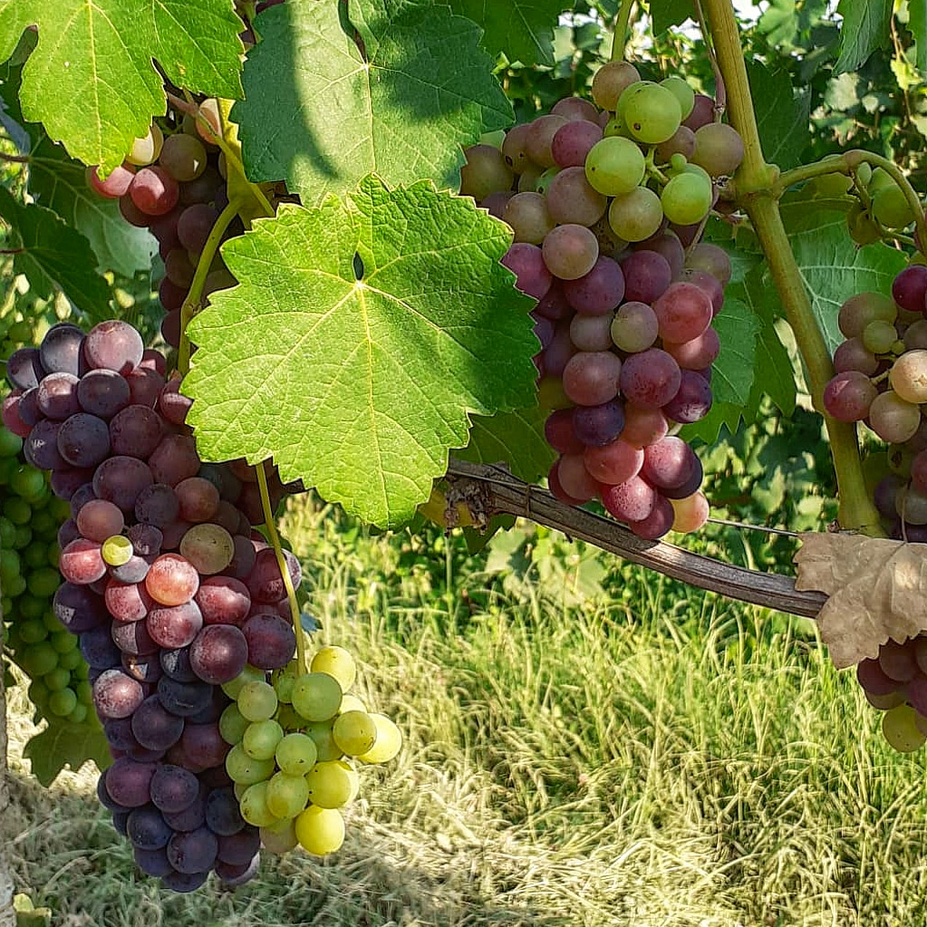 V E R A I S O N 🍇
The #wait is #over ...
Here the #grapes get bigger and the #skin changes #color 😍
This #process is called #veraison ... the #harvest is coming ✂️
.
#cascinachicco #vineyards #barberadalba #GraneraAlta #bricloira #castellinaldo #langheeroero #summer #ripening