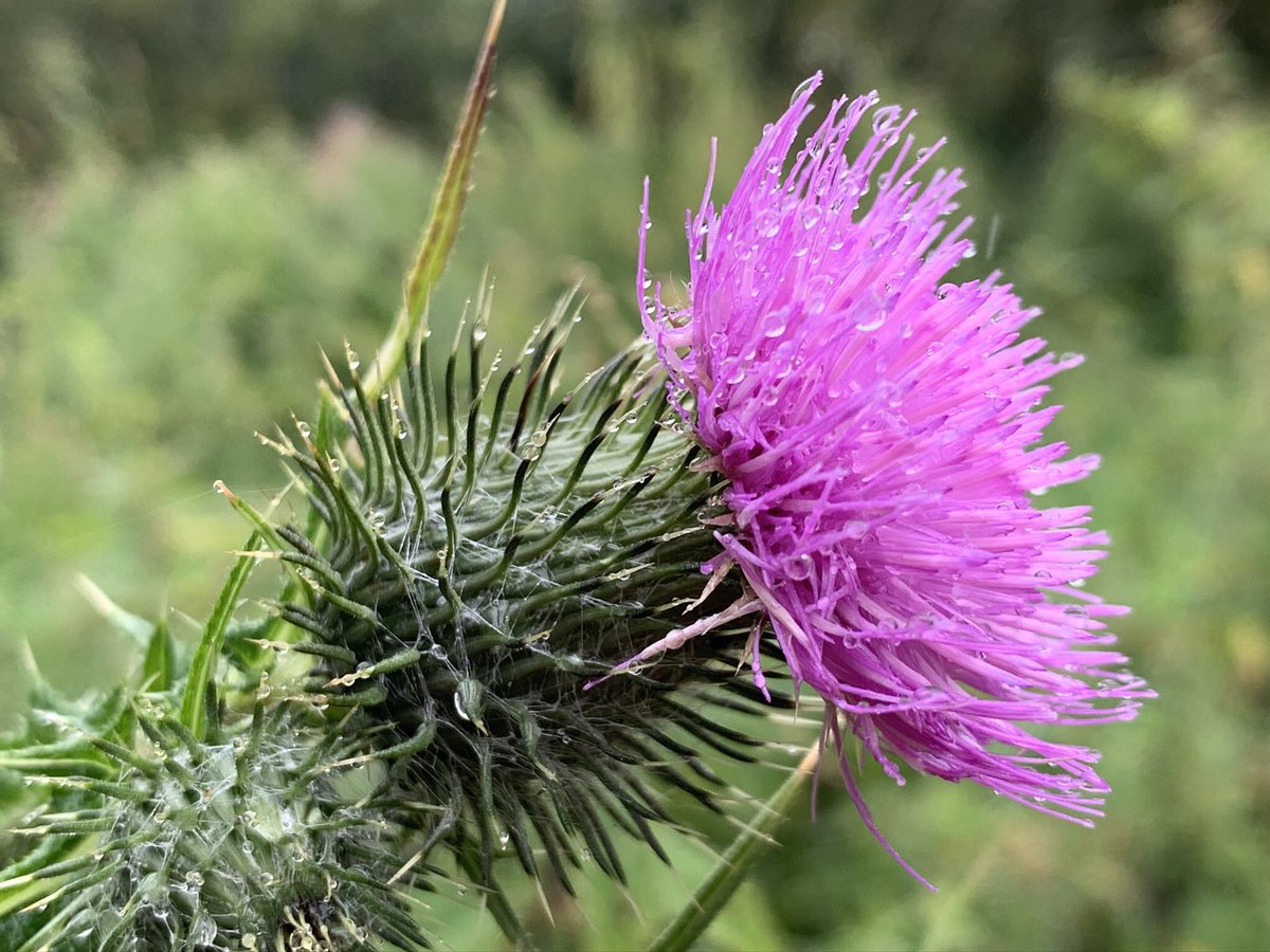 I’m feeling quite low at the moment trying to manage the awful things that I see in the newspapers & on Social Media promoting the ‘countryside’ as nothing more than a playground & pretending that it’s ‘wild’. ‘Wild swimming’, ‘wild camping’ etc.