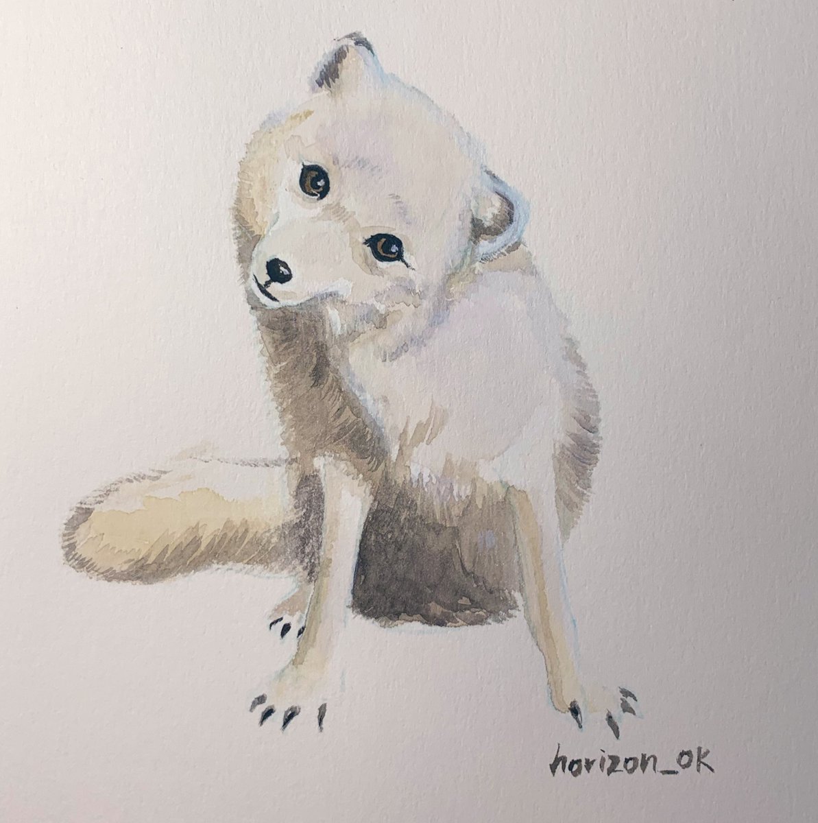 ホッキョクギツネ 白地に白は難しい 愛しのアニマリア 岡田卓也のイラスト