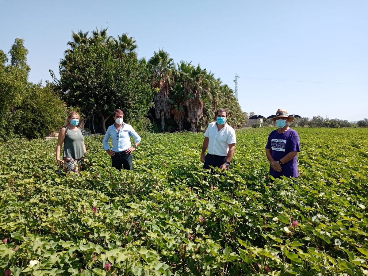 ASAJACADIZ's tweet photo. 📌El campo no entiende de #vacaciones. Visitamos a nuestro asociado Juan Ruiz Carmona, en #Guadalcacín. Produce algodón, que se encuentra en estado de floración. https://t.co/T1icJoksyV