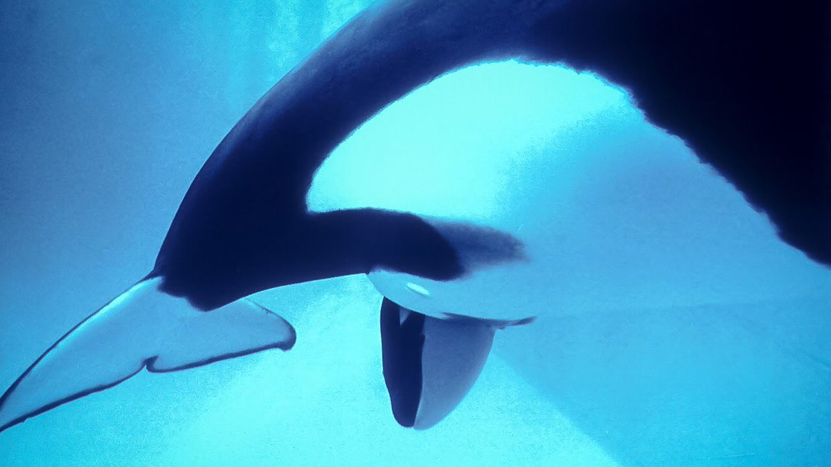 Sperm whales have a surprisingly deepand usefulculture