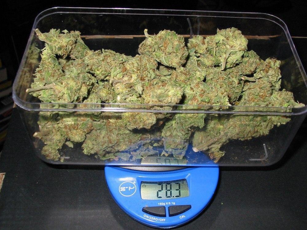 Сколько грамм в коробке конопли марихуана и поведение