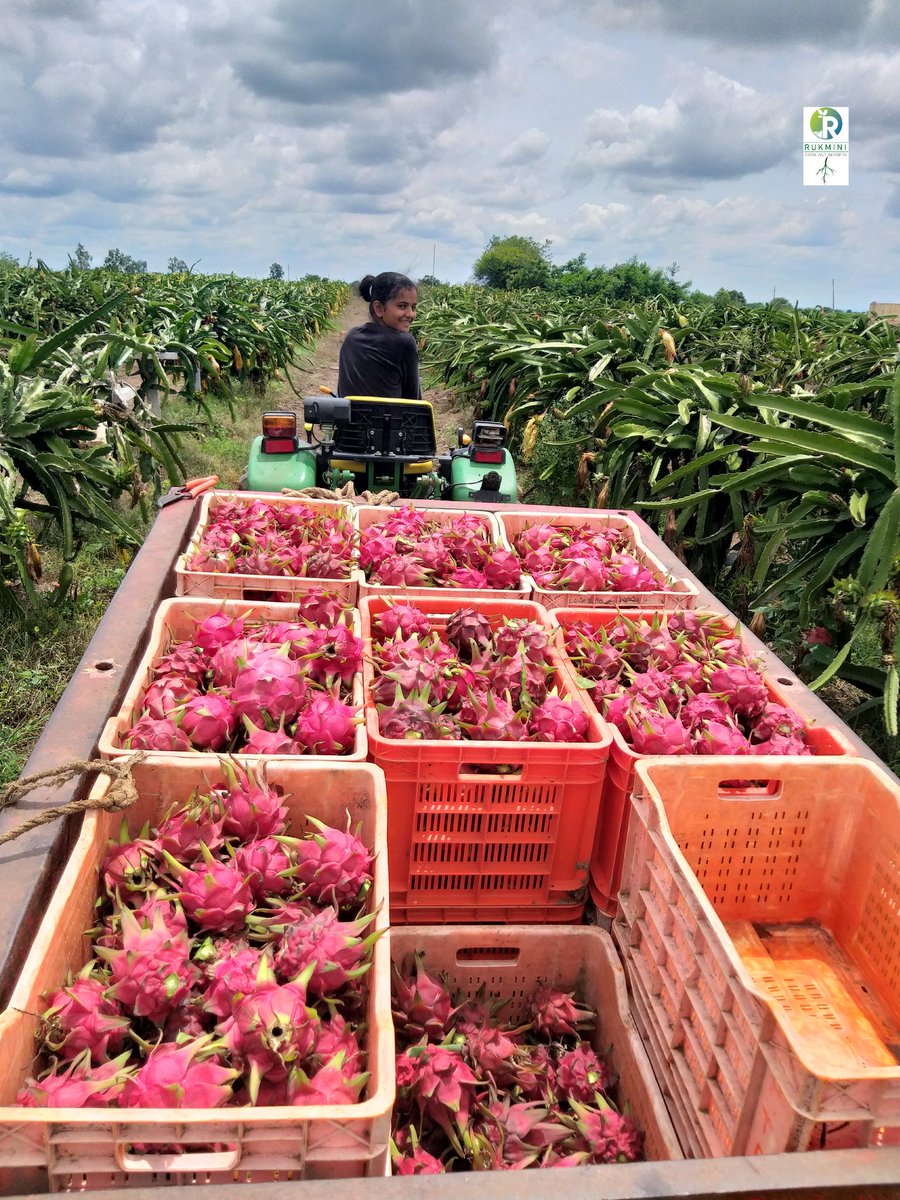FarmRukmini's tweet photo. 🌵Dragon Fruit🌵@rukminifarm
#pitaya #dragonfruit #cactus #agriculture #farming https://t.co/znOtUAjZMe