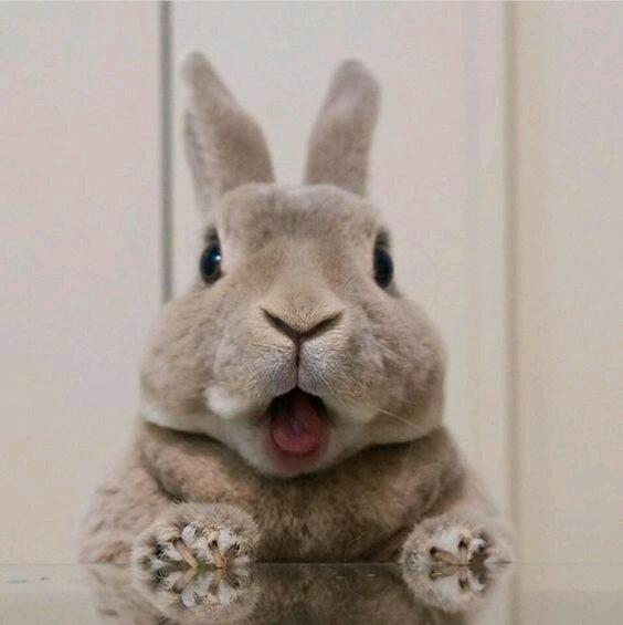 Fuck it. Deku as a bunny