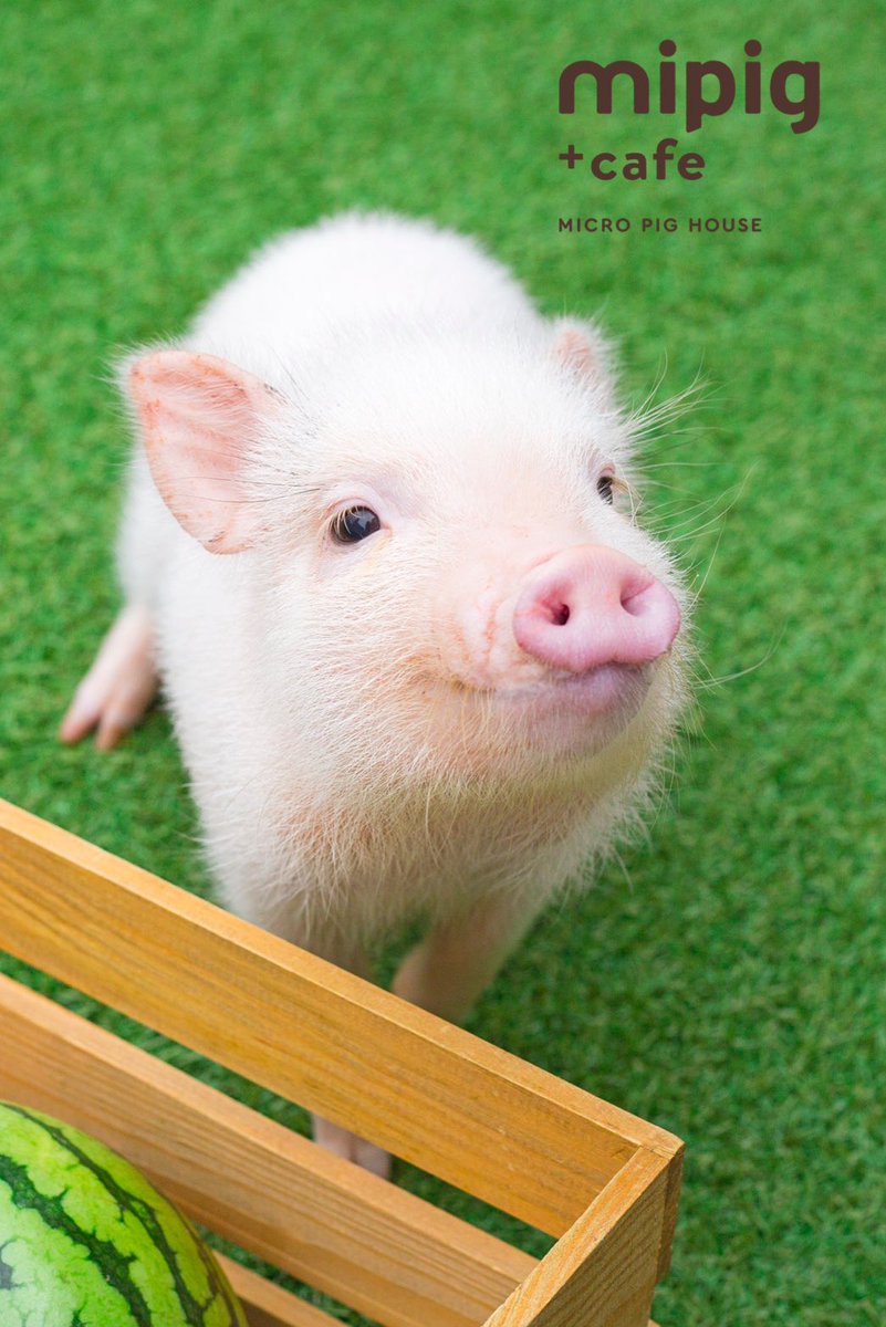 Mipigcafe A Twitter ふふふ 実は美人要素を兼ね備えてるのよ Mipig Mipigcafe Micropig マイクロブタ マイクロブタカフェ ブタカフェ 可愛い自慢