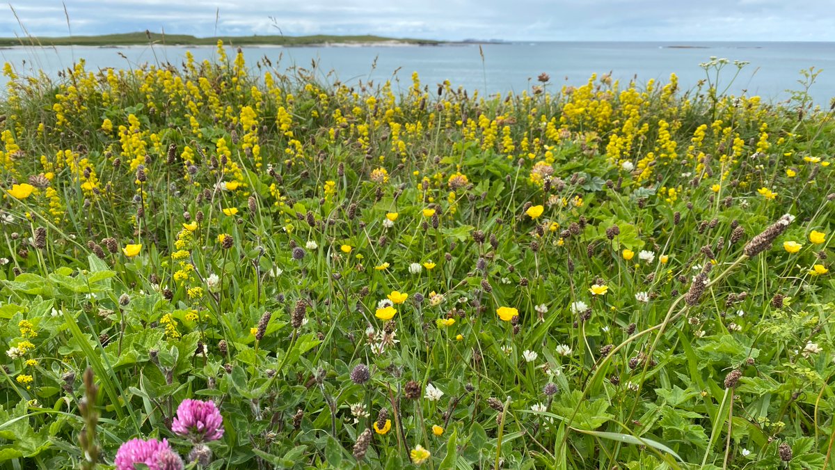 The machair in Uist at this time of year...
#scottishbeaches #machair #outerhebrides #northuist