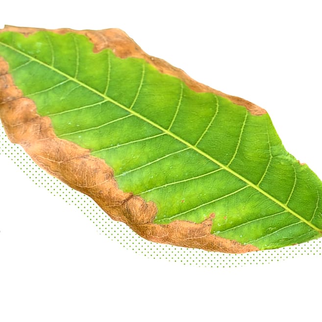 grospire's tweet photo. To know more about Pottasium deficiencies, follow the link below.

https://t.co/kFNKVvEl0r

#pottasium #verticalfarming #urbanfarm #nutrientdeficiencies #Grospire https://t.co/50b6ZW3w2T