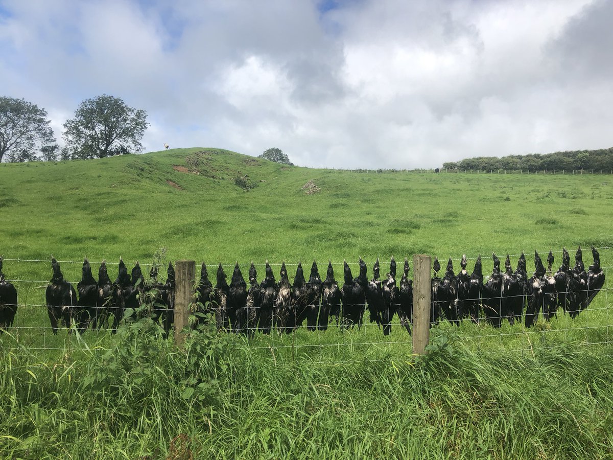 Currently away in <a href="/lakedistrictnpa/">Lake District</a> for a family getaway and spotted this on our way back from Binsey. 
Is this the REAL meaning of a murder of crows 😢😢
Does anyone know why this has been done? #getoutside <a href="/IoloWilliams2/">Iolo Williams</a> <a href="/ChrisGPackham/">Chris Packham</a> <a href="/Natures_Voice/">RSPB</a> @BBCCountryfile