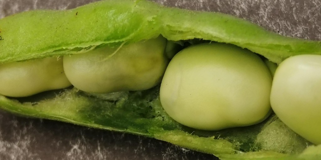 gardenorganicuk's tweet photo. This week Anton gives a shout out to an unsung hero - the field bean in his latest 'Frugal Gardening' #blog. https://t.co/m7tSz7v8DU

#Fieldbeans (Vicia faba) are the same species as broad beans, however, they produce smaller pods with smaller beans but in much greater numbers. https://t.co/HgKdNvga6L