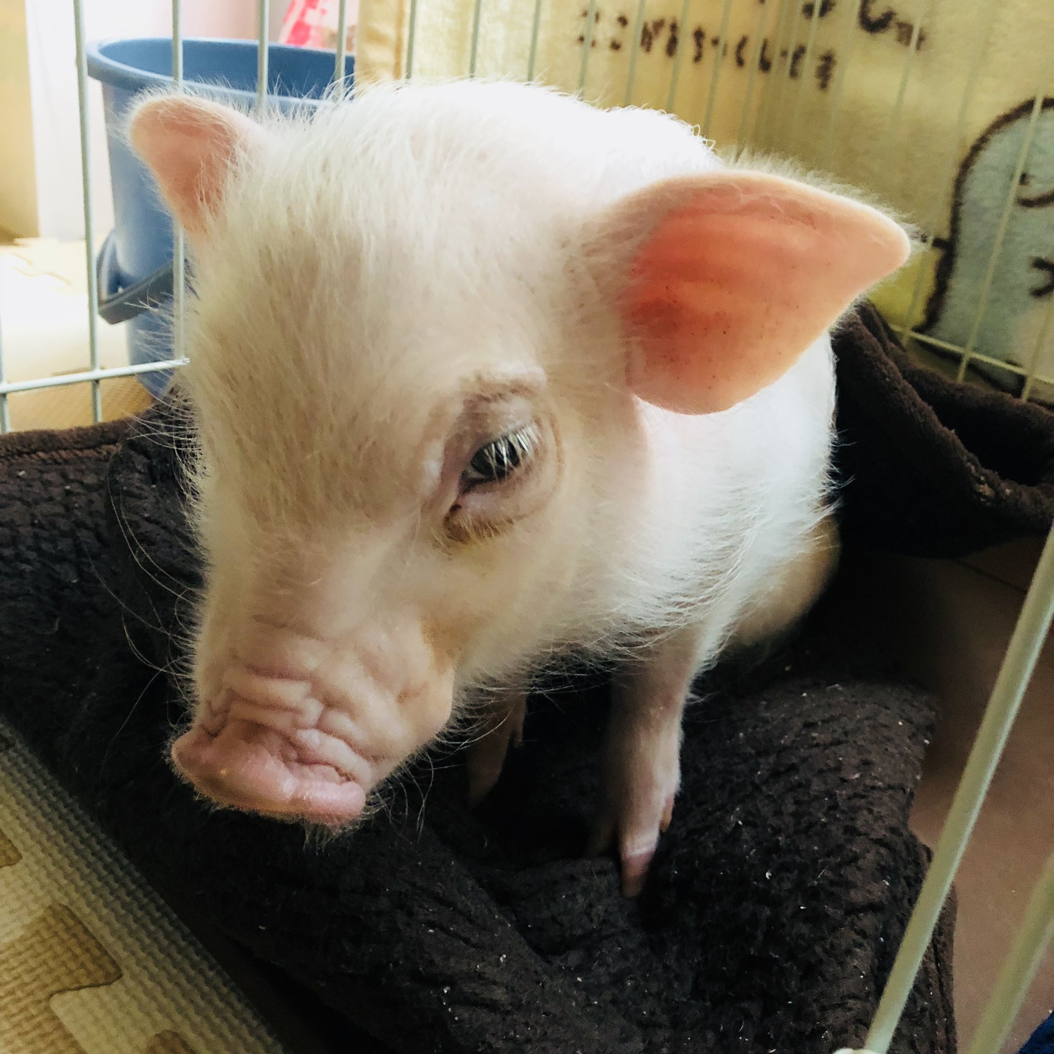 しぐま S テレビでマイクロブタ可愛いみたいなのやってるけど ミニ豚は こうなるんだからな 大きくなると警戒心強くなって 飼い主以外 鼻で攻撃して危ないからな 牙も伸びるから切らないといけないし ラードが出てきて顔茶色くなるから 可愛くないってこと